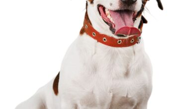 Adenovirose Canina: O Que É, Sintomas e Tratamentos Essenciais