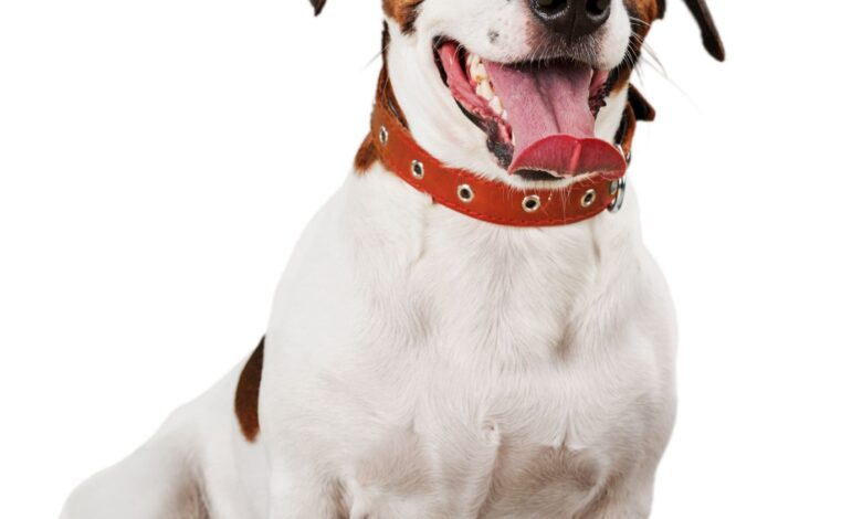 Adenovirose Canina: O Que É, Sintomas e Tratamentos Essenciais