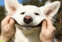 Quiz de Doenças Infecciosas