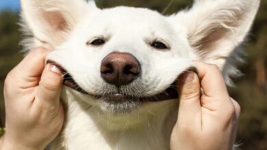 Quiz de Doenças Infecciosas