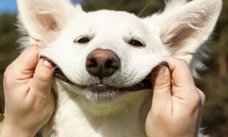 Quiz de Doenças Infecciosas