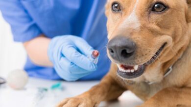 O que é a parasitose sistêmica?