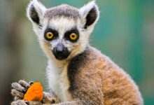 Guia de todas as Doenças nos Animais