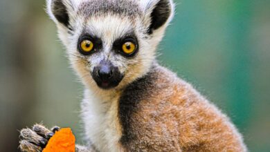 Guia de todas as Doenças nos Animais