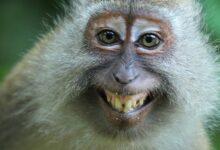 O que são Doenças infecciosas nos animais?