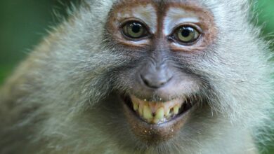 O que são Doenças infecciosas nos animais?