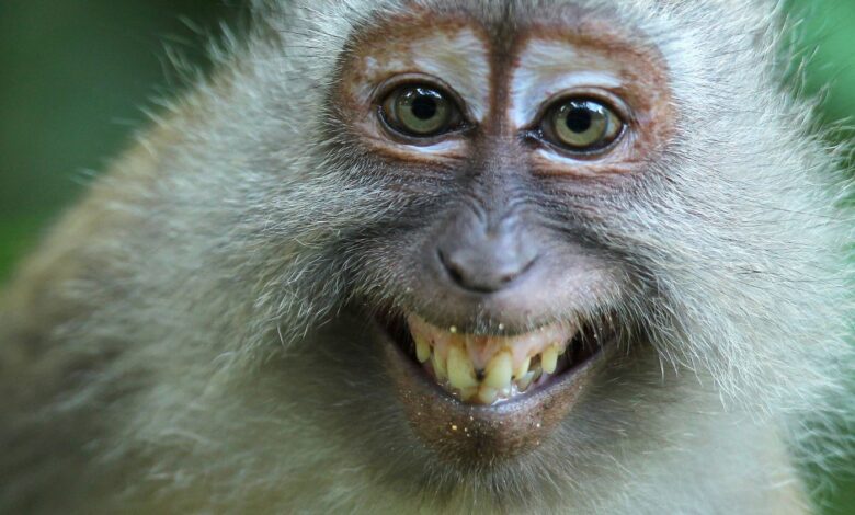 O que são Doenças infecciosas nos animais?