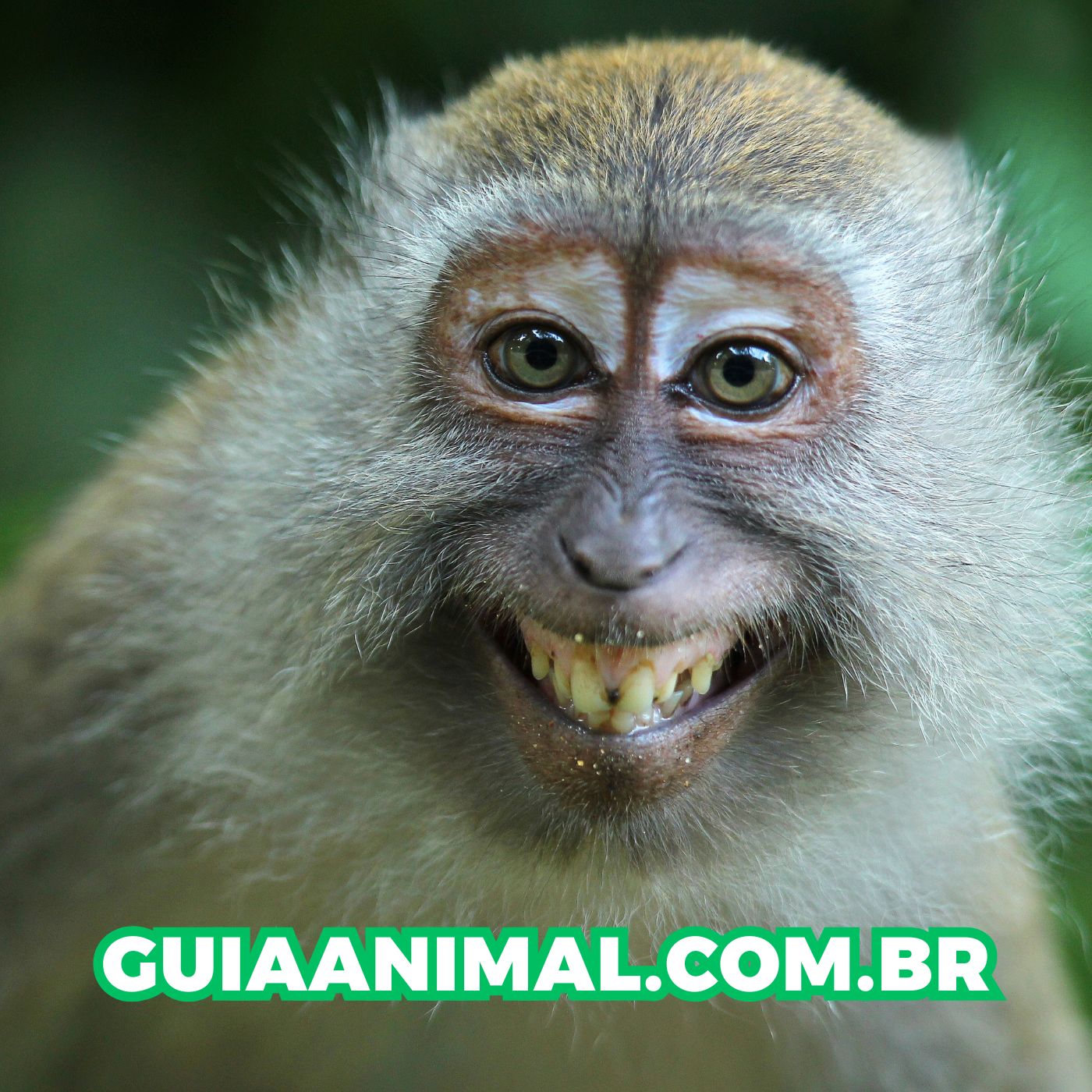 O que são Doenças infecciosas nos animais?