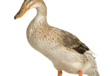 As 10 Melhores Faculdades de Medicina Veterinária do Mundo com Foco em Aves