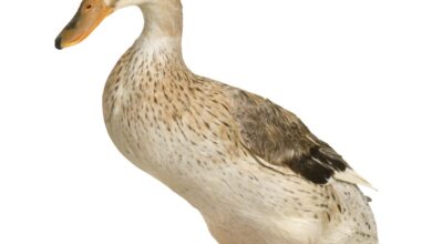 As 10 Melhores Faculdades de Medicina Veterinária do Mundo com Foco em Aves