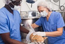 O que é a parasitose em cães?