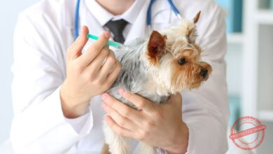 Nefrologia na Medicina Veterinária: principais doenças