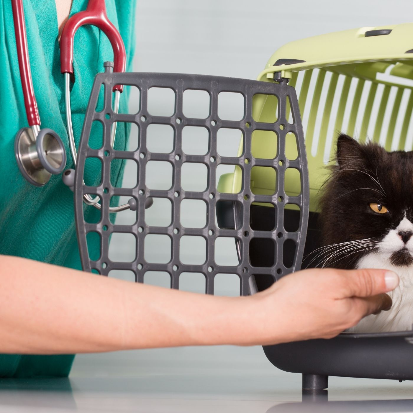 O Alarme da Caixa de Areia: Como Prevenir e Identificar Problemas Urinários Graves em Pets