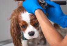 CCJ aprova exame de habilitação obrigatório para futuros médicos veterinários