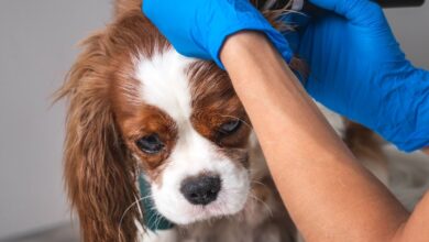CCJ aprova exame de habilitação obrigatório para futuros médicos veterinários 12 CCJ aprova exame de habilitação obrigatório para futuros médicos veterinários