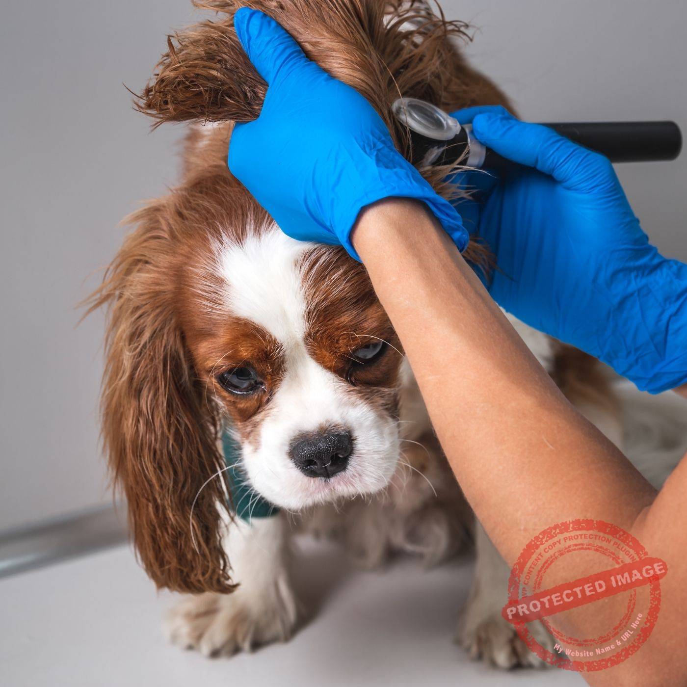 CCJ aprova exame de habilitação obrigatório para futuros médicos veterinários