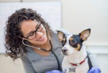 As 10 Melhores Faculdades de Medicina Veterinária nos Estados Unidos (EUA)