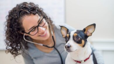 As 10 Melhores Faculdades de Medicina Veterinária nos Estados Unidos (EUA)