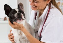 O Inimigo Silencioso: Como o Tártaro Pode Destruir o Coração e os Rins do Seu Pet