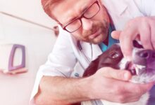 As 10 Melhores Faculdades de Medicina Veterinária na Ásia