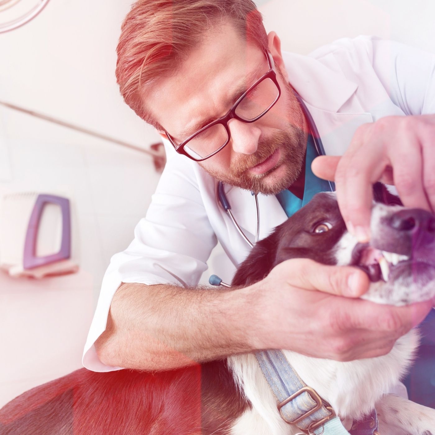 As 10 Melhores Faculdades de Medicina Veterinária na Ásia