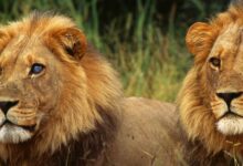 As 10 Melhores Faculdades de Medicina Veterinária na África