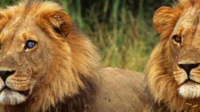 As 10 Melhores Faculdades de Medicina Veterinária na África