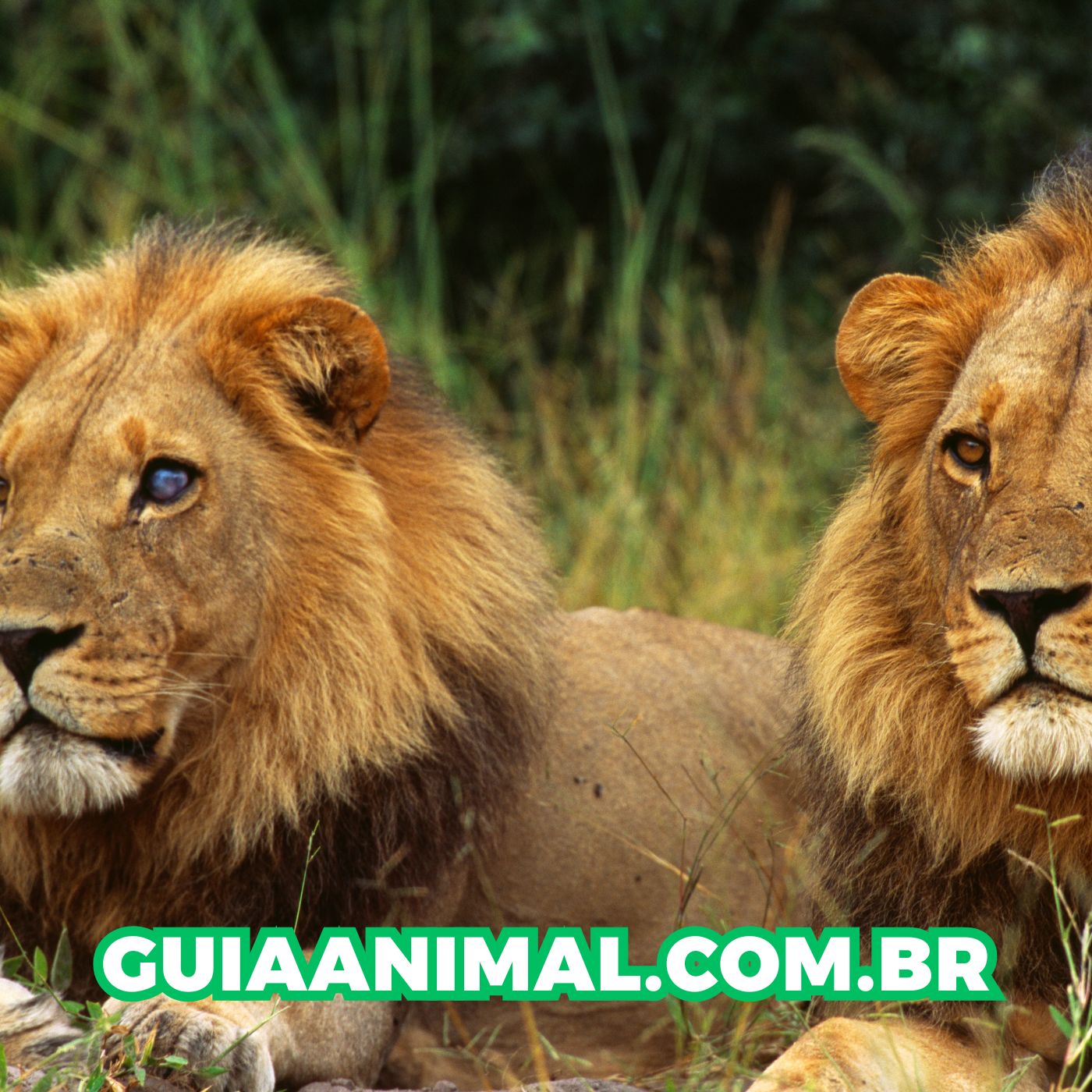 As 10 Melhores Faculdades de Medicina Veterinária na África