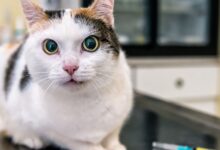 A Parasitose em Gatos: Uma Análise Clínica Profunda e Estratégica