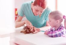 As 10 Melhores Faculdades de Medicina Veterinária no Sul do Brasil