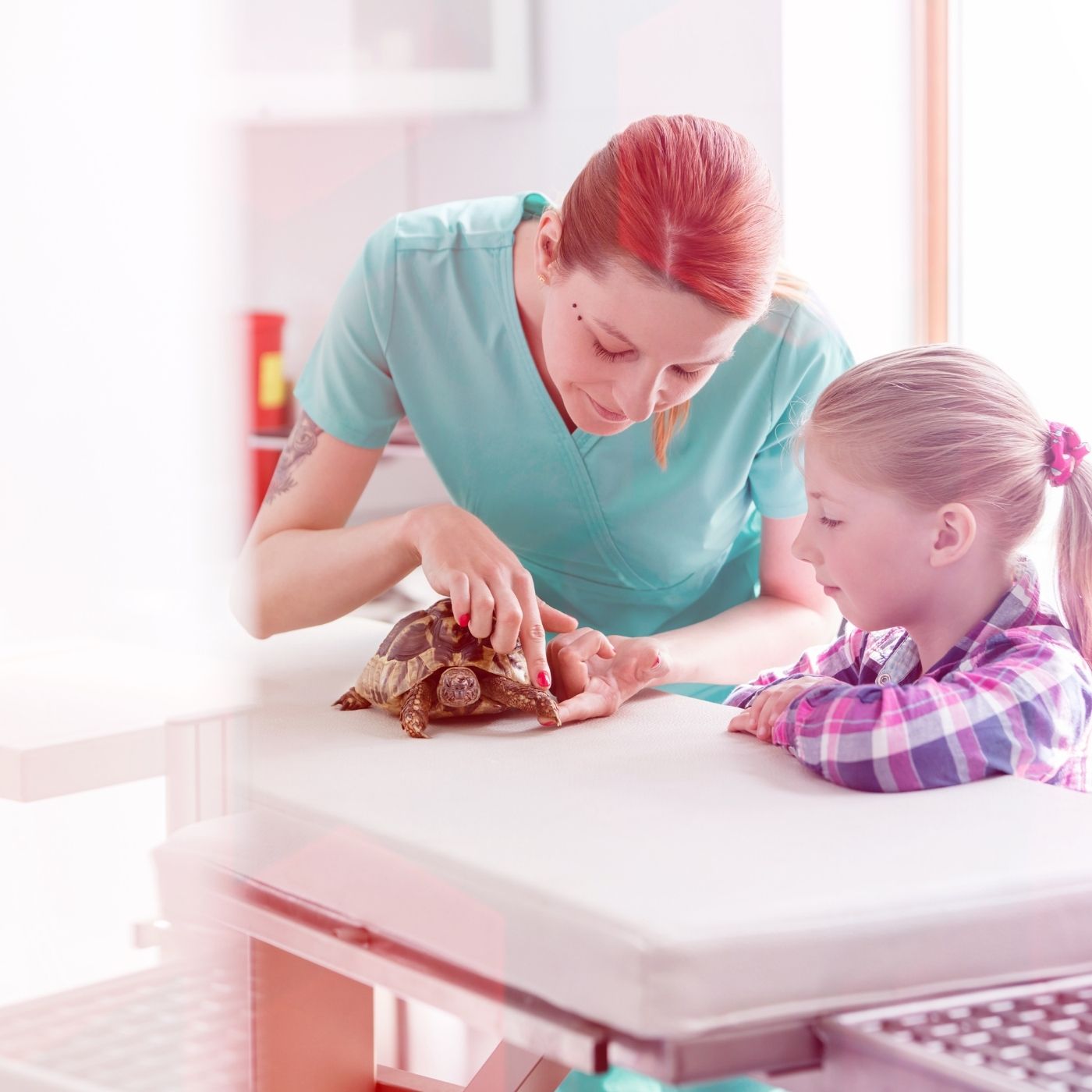 As 10 Melhores Faculdades de Medicina Veterinária no Sul do Brasil