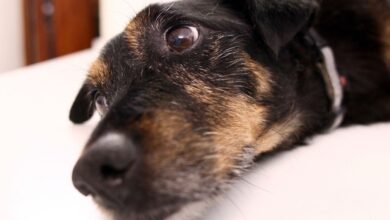 O que é a demodicose?