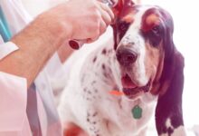 As 10 Melhores Faculdades de Medicina Veterinária no Centro-Oeste do Brasil