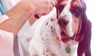 As 10 Melhores Faculdades de Medicina Veterinária no Centro-Oeste do Brasil