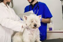 Polimiosite Imunomediada em Cães