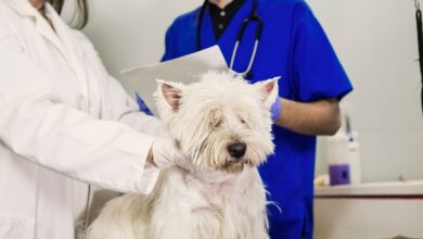 Polimiosite Imunomediada em Cães