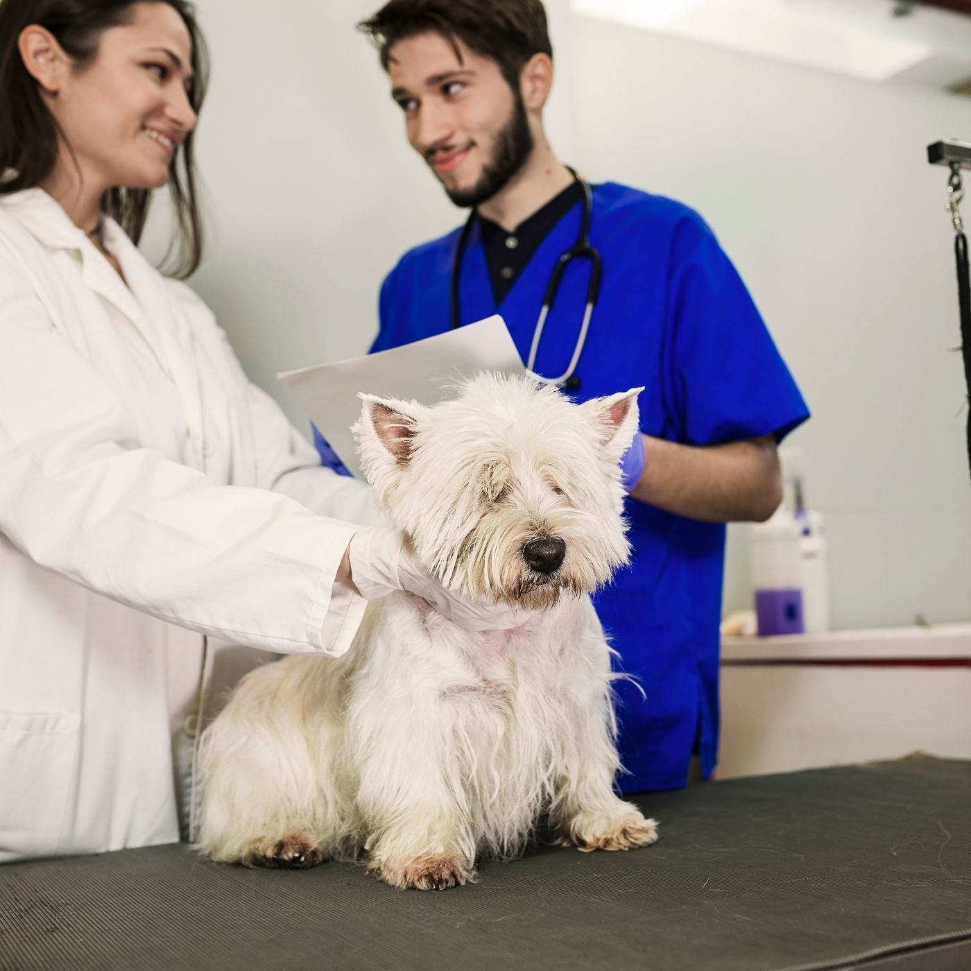 Polimiosite Imunomediada em Cães