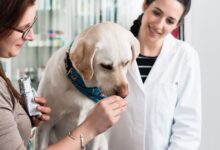 Pênfigo Vulgar canino