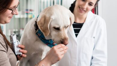 Pênfigo Vulgar canino