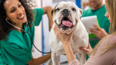 As 10 Melhores Faculdades de Medicina Veterinária no Oriente Médio