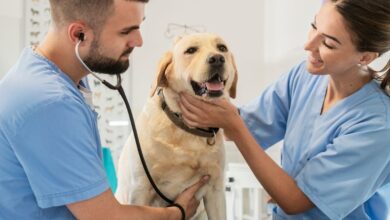 As 10 Melhores Faculdades de Medicina Veterinária na América do Norte