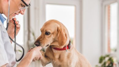 As 10 Melhores Faculdades de Medicina Veterinária do Mundo