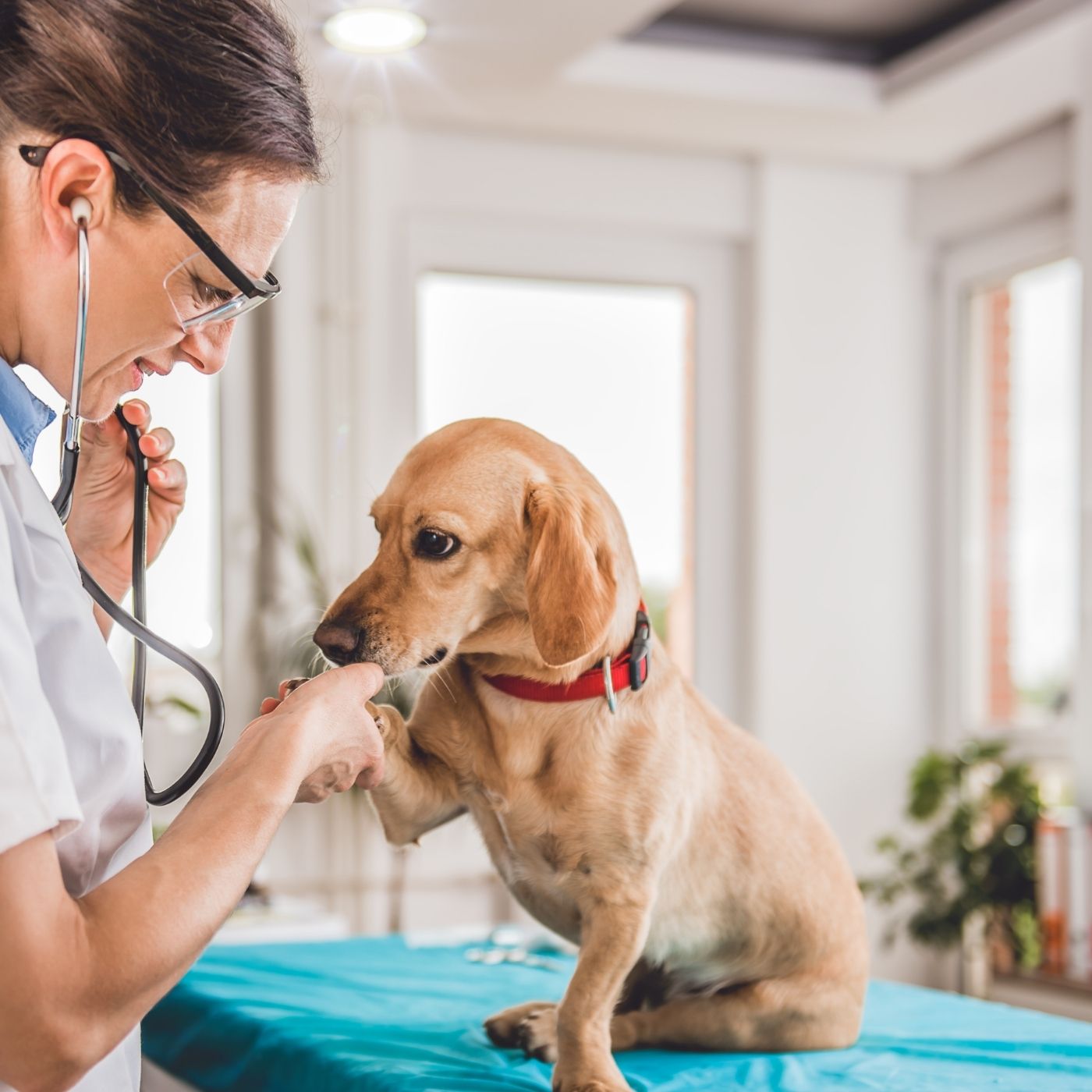As 10 Melhores Faculdades de Medicina Veterinária do Mundo