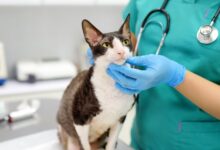 A Ameaça Invisível: Como Identificar e Prevenir a Insuficiência Renal em Cães e Gatos
