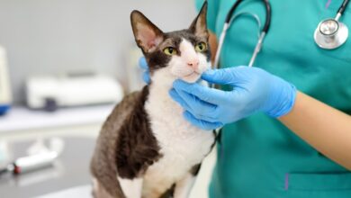 A Ameaça Invisível: Como Identificar e Prevenir a Insuficiência Renal em Cães e Gatos