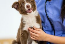 Tireoidite Autoimune Canina: O Guia Completo para Tutores