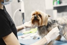 Neutropenia Imunomediada canina