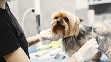 Neutropenia Imunomediada canina