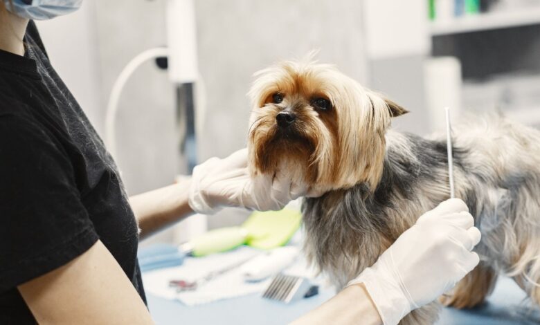 Neutropenia Imunomediada canina