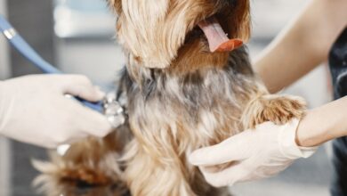 Alerta Silencioso: Como a Obesidade Reduz a Expectativa de Vida de Cães e Gatos